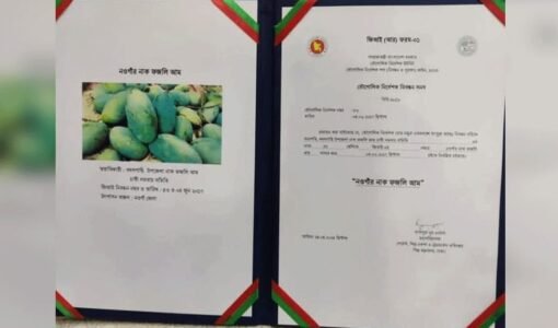 নওগাঁর নাক ফজলি Fazli (Nak) - Image 3